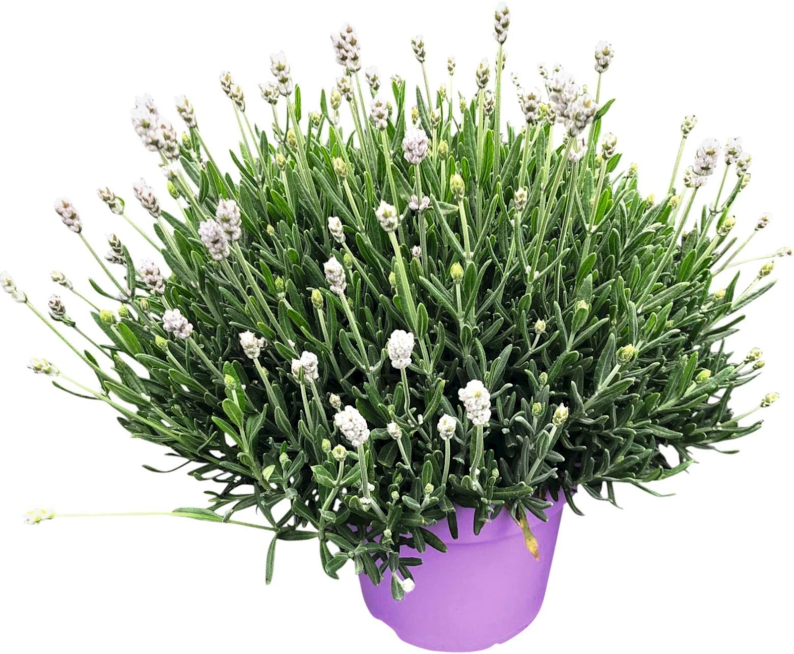 Lavendel Hidecote weiss P17 cm