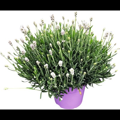 Lavendel Hidecote weiss P17 cm