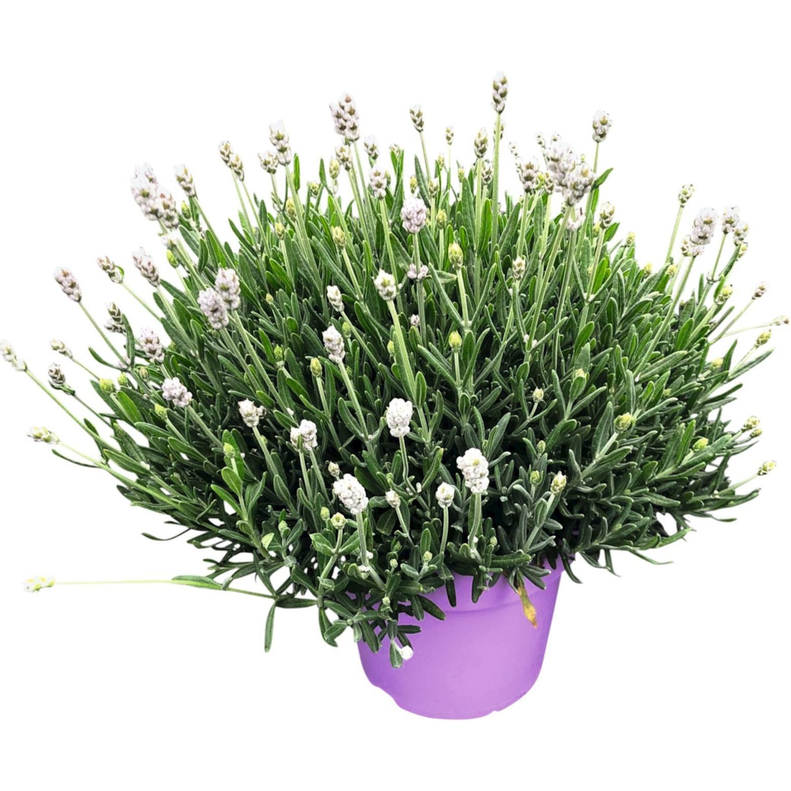 Lavendel Hidecote weiss P17 cm kaufen - Kletterpflanzen u. mehrjährige  Pflanzen - LANDI