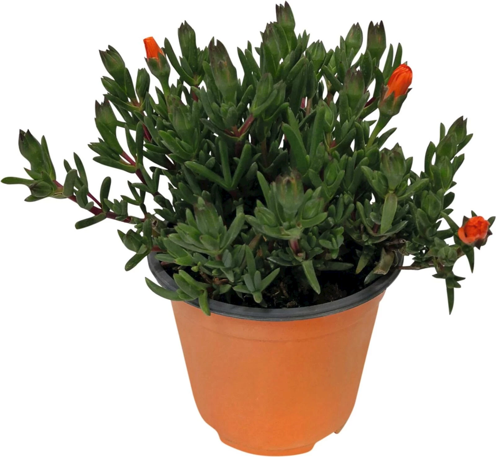 Mesembryanthemum P14 cm