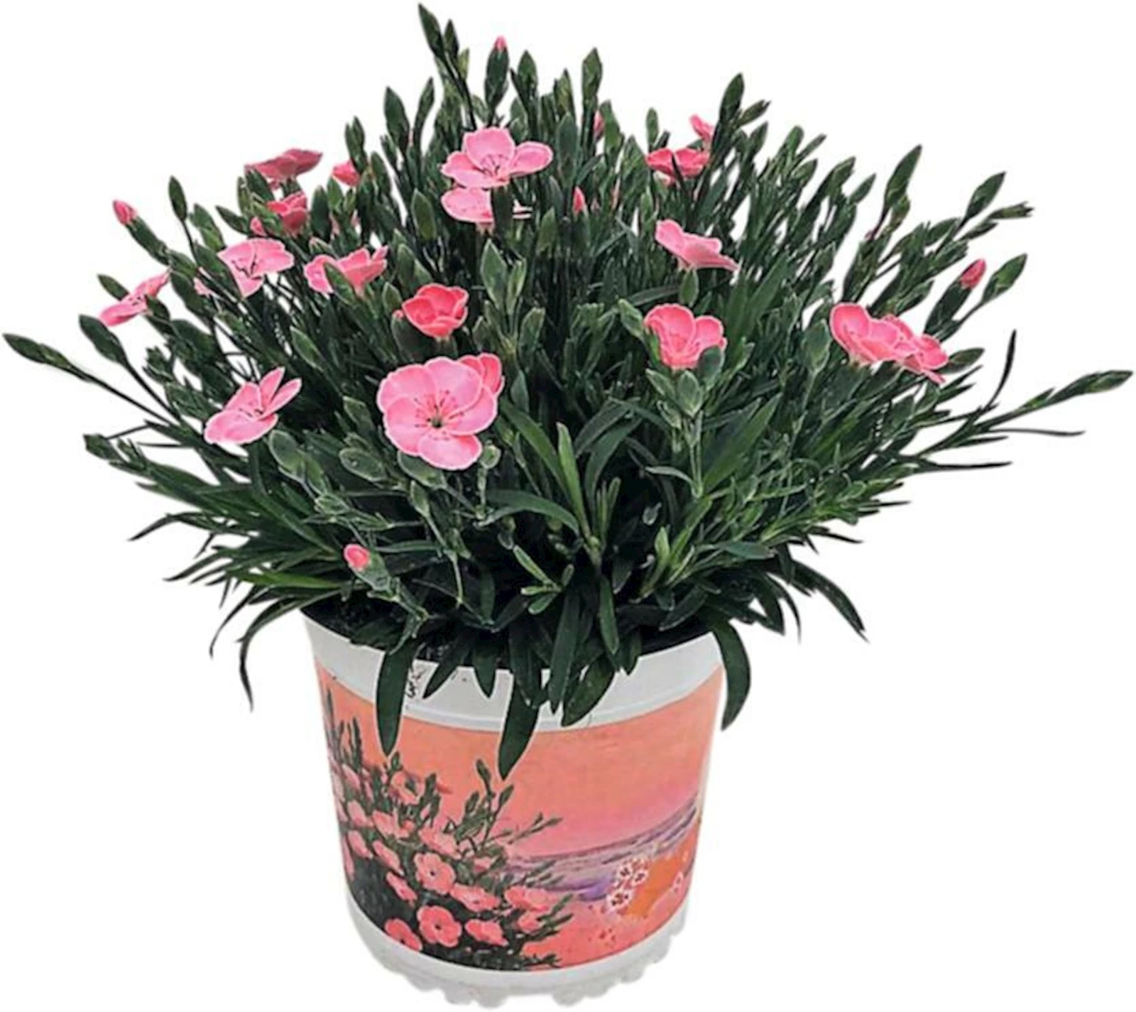 Dianthus P14 cm