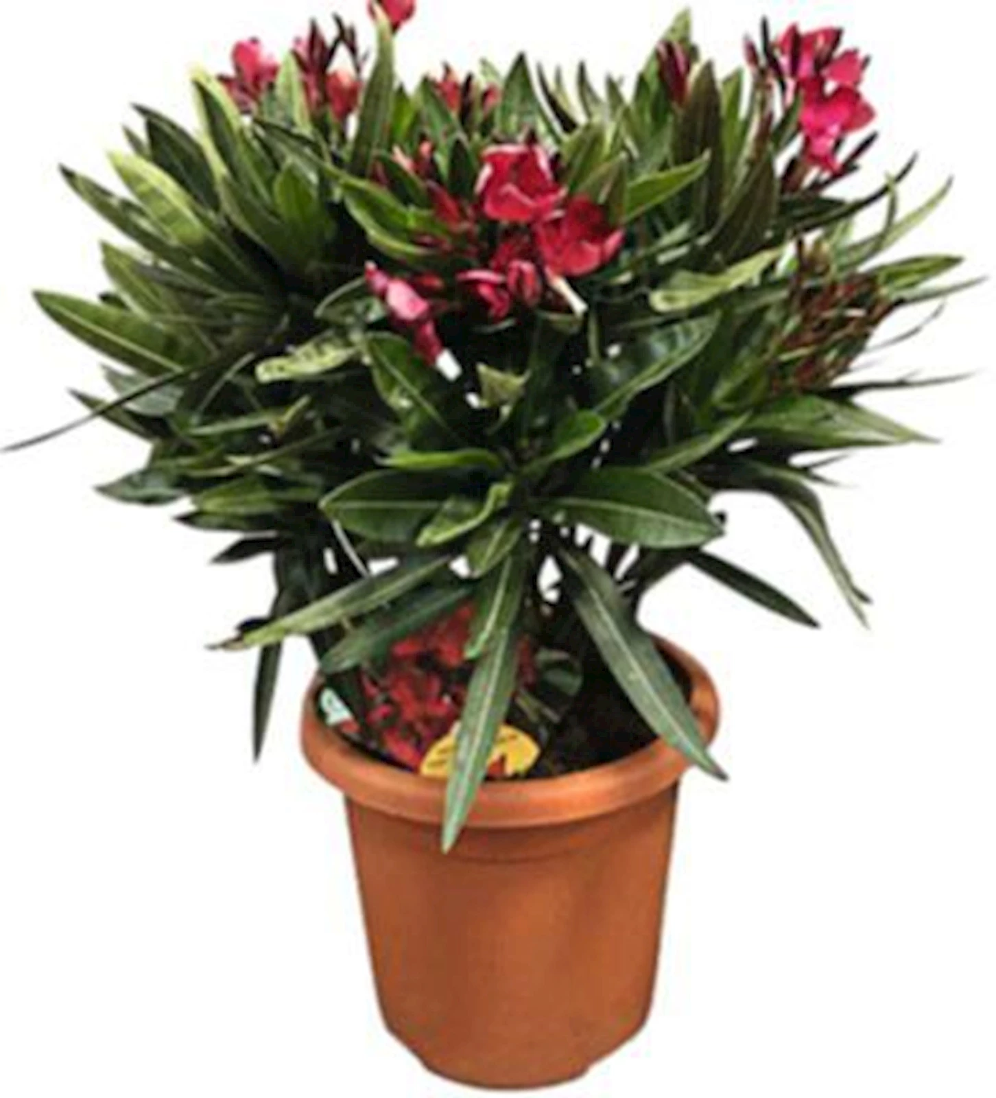 Oleander Busch P18 cm
