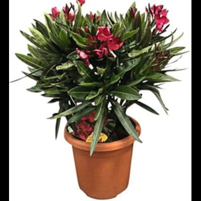 Oleander Busch P18 cm