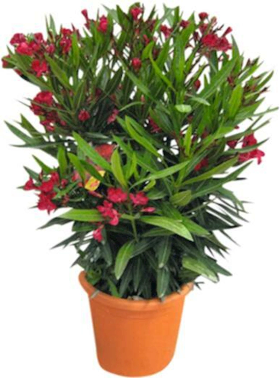 Oleander Busch P22 cm