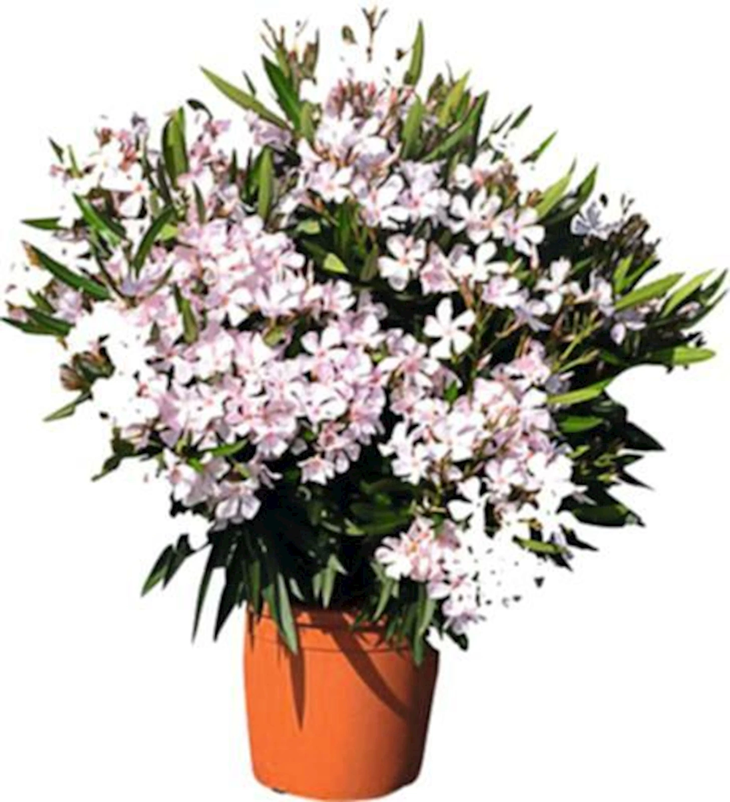 Oleander Busch P26 cm
