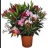 Oleander Mix tricolor P22 cm