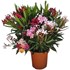 Oleander Mix tricolor P22 cm