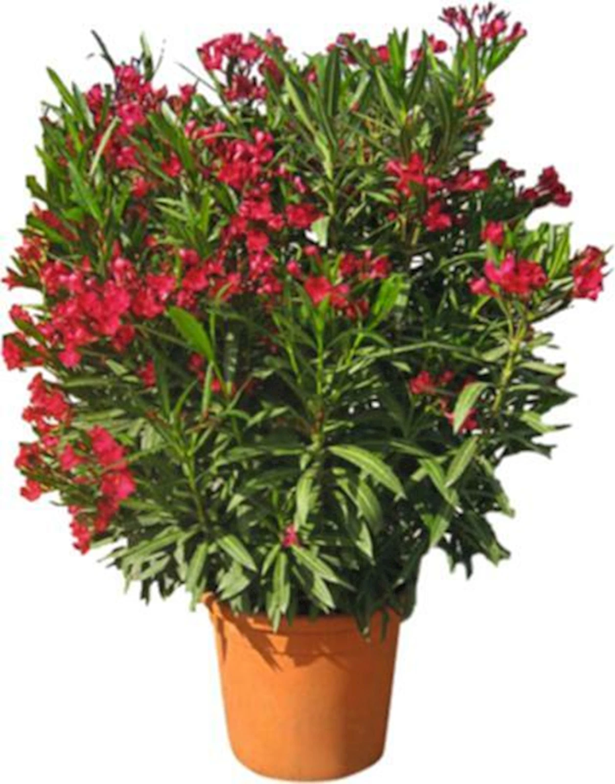 Oleander Busch P33 cm