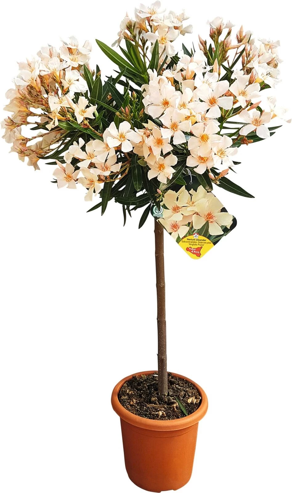 Oleander Stamm P18 cm