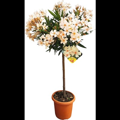 Oleander Stamm P18 cm