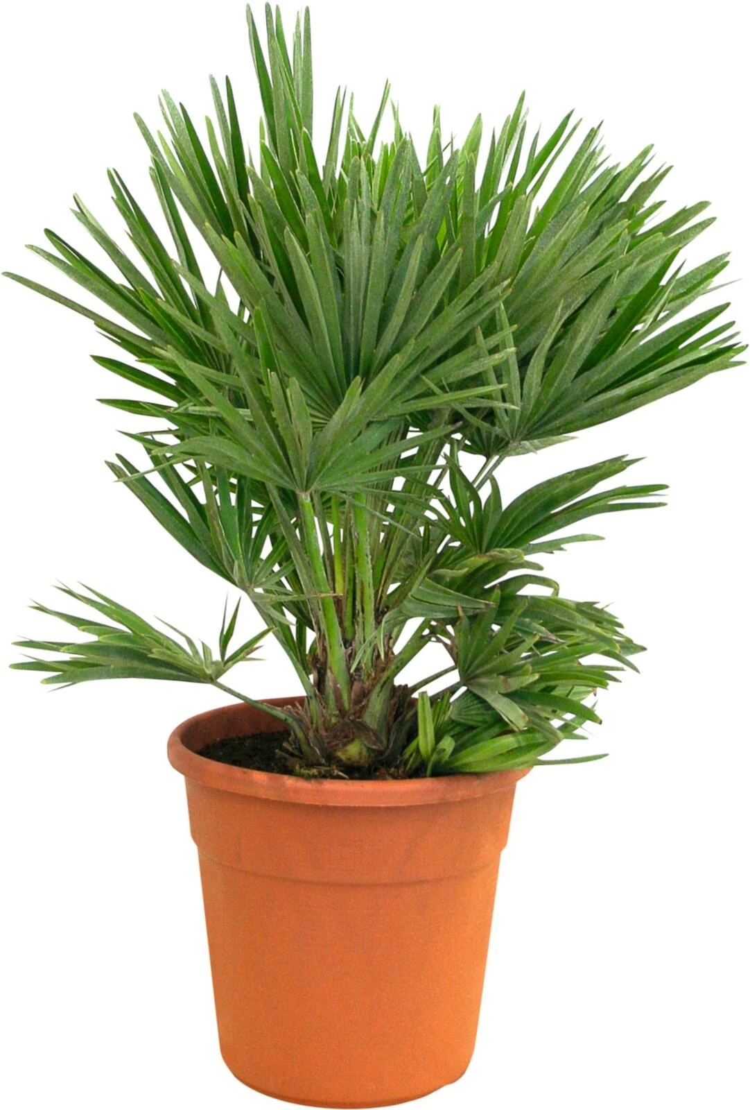 Chamaerops Hum. Vulcano P24 cm