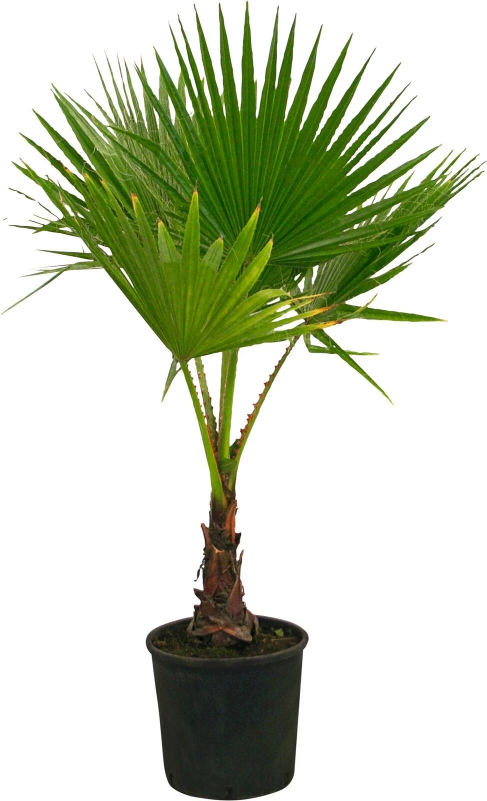 Washingtonia P28 cm