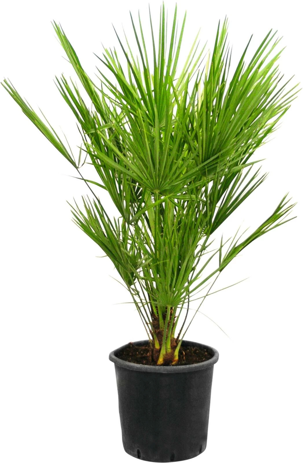 Chamaerops humilis P28 cm