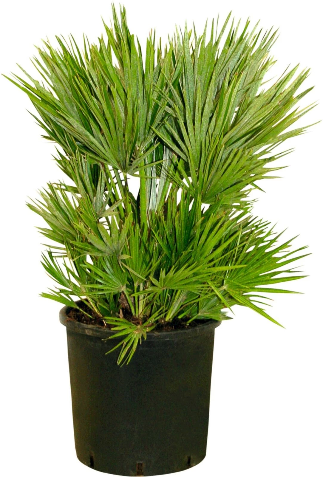 Chamaerops Hum. Vulcano P28 cm