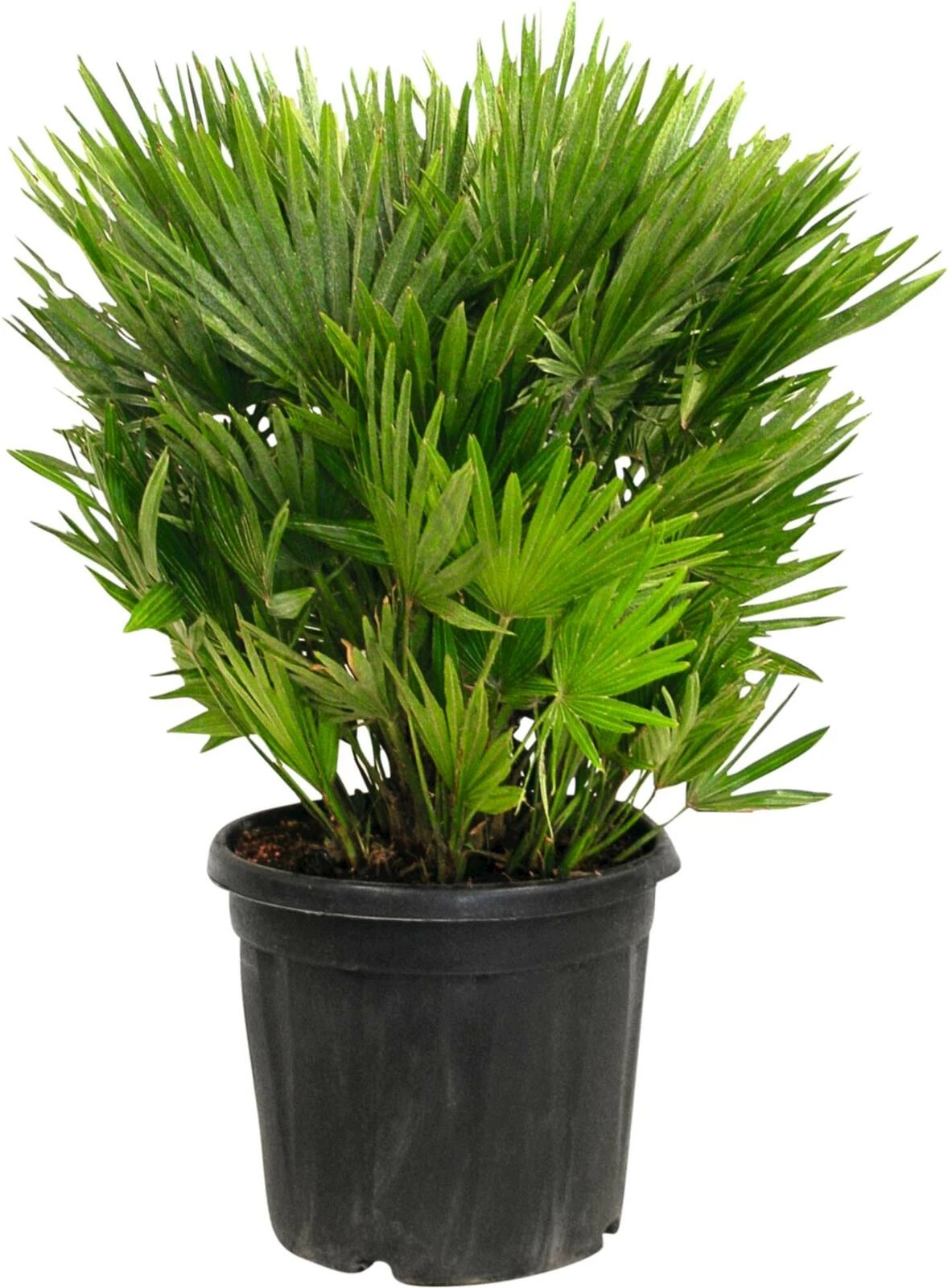 Humilis Vulcano P33 cm