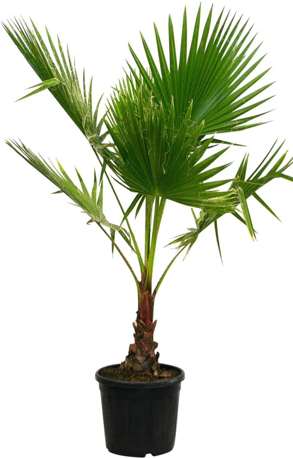 Washingtonia P33 cm