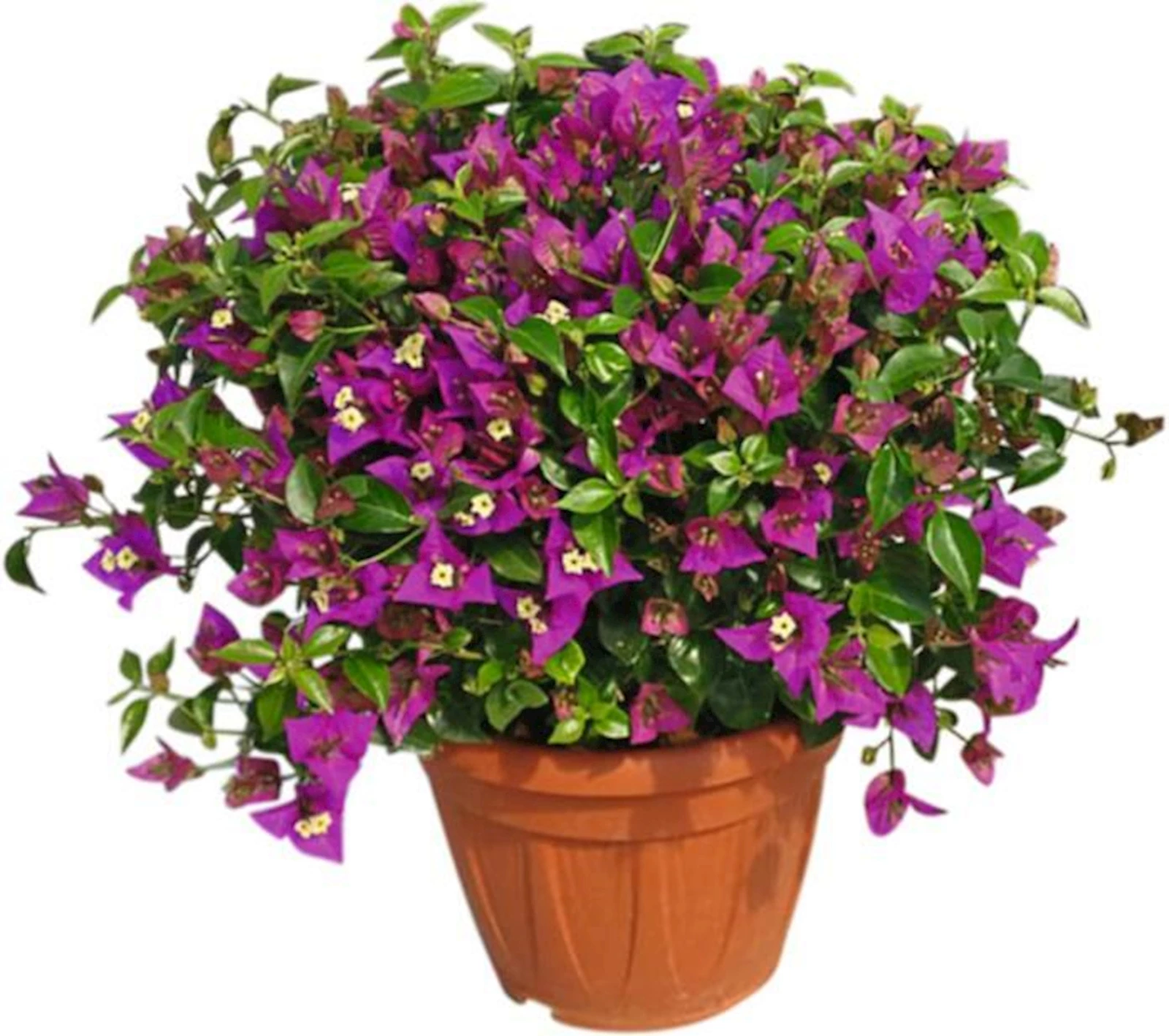 Bougainvillea Busch P25 cm