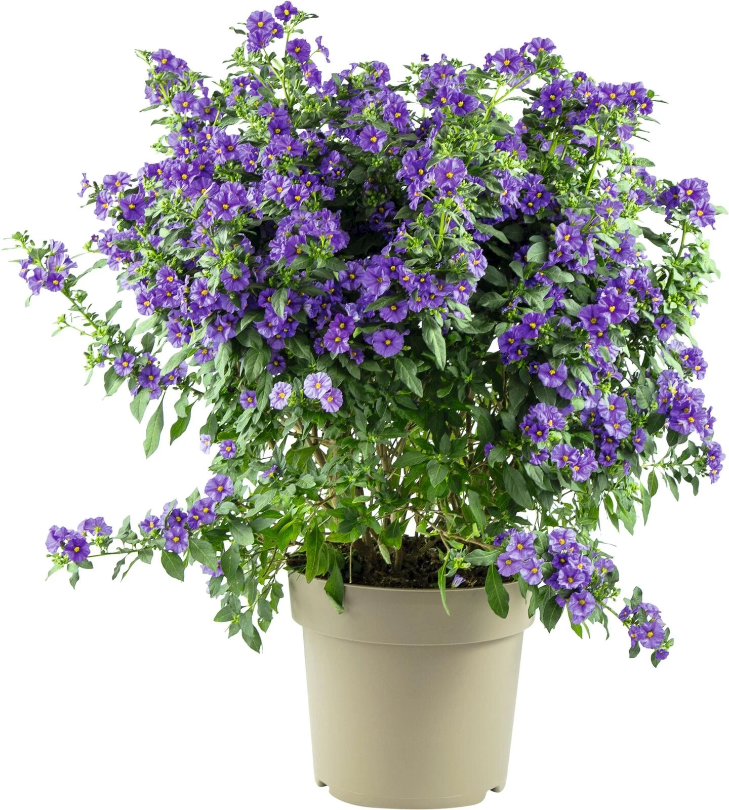 Solanum rantonetii Busch P27 cm