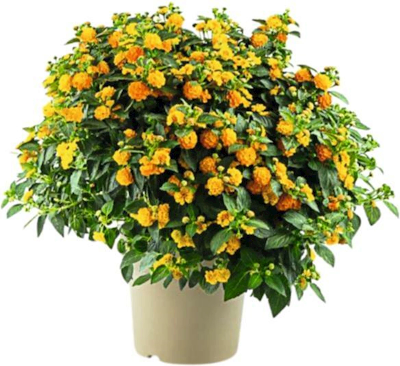 Lantanen Busch orange P27 cm