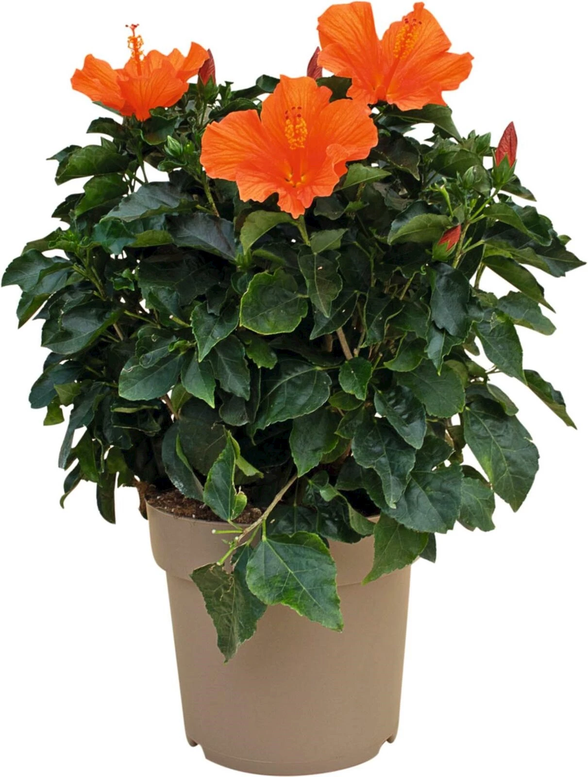 Hibiscus buisson P27 cm