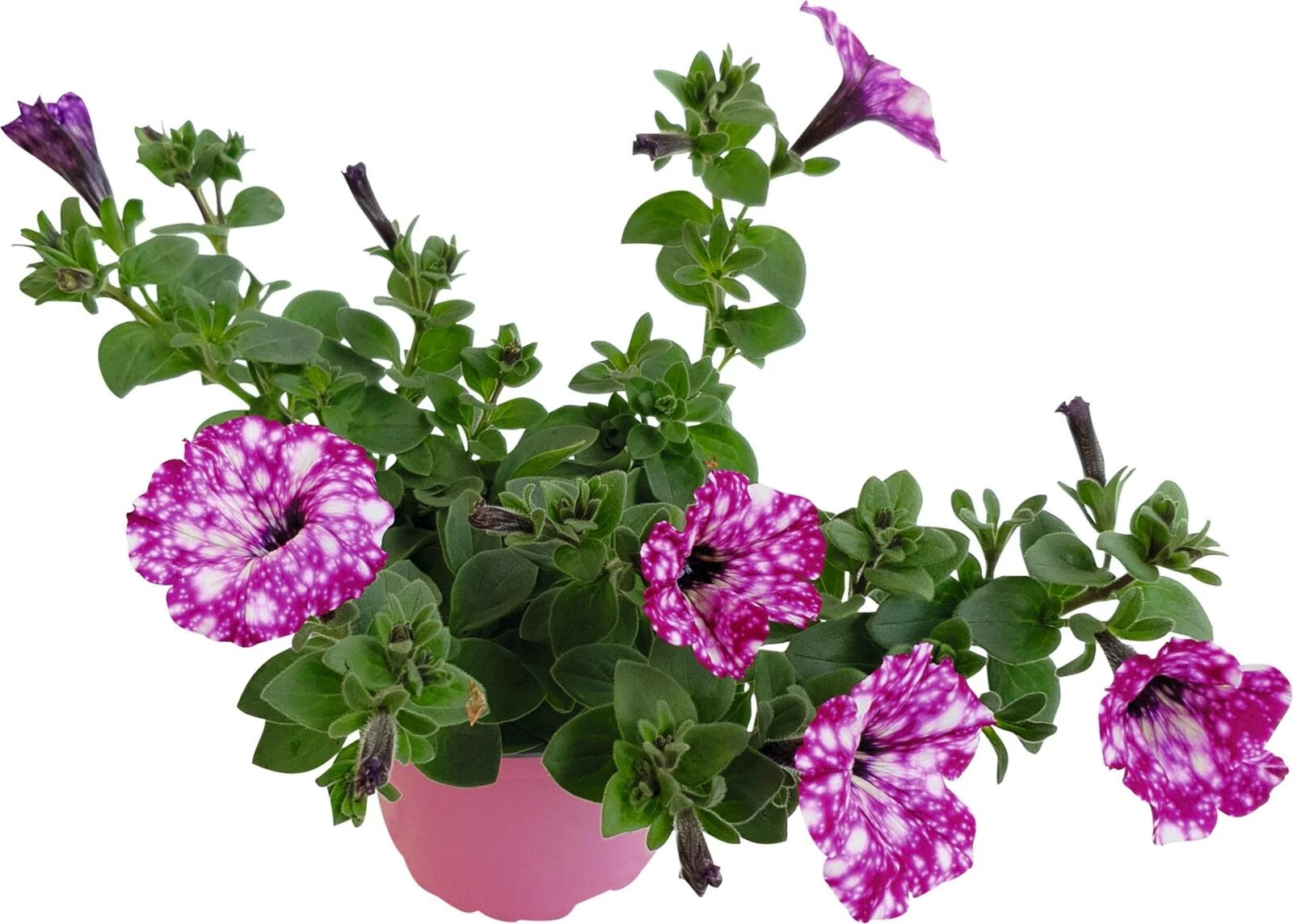 Petunien Mystery Sky P12 cm