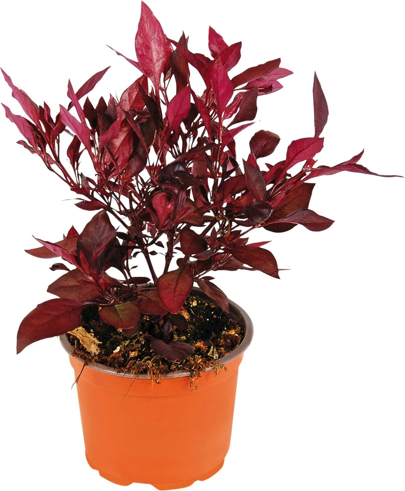 Alternanthera little romance P12 cm