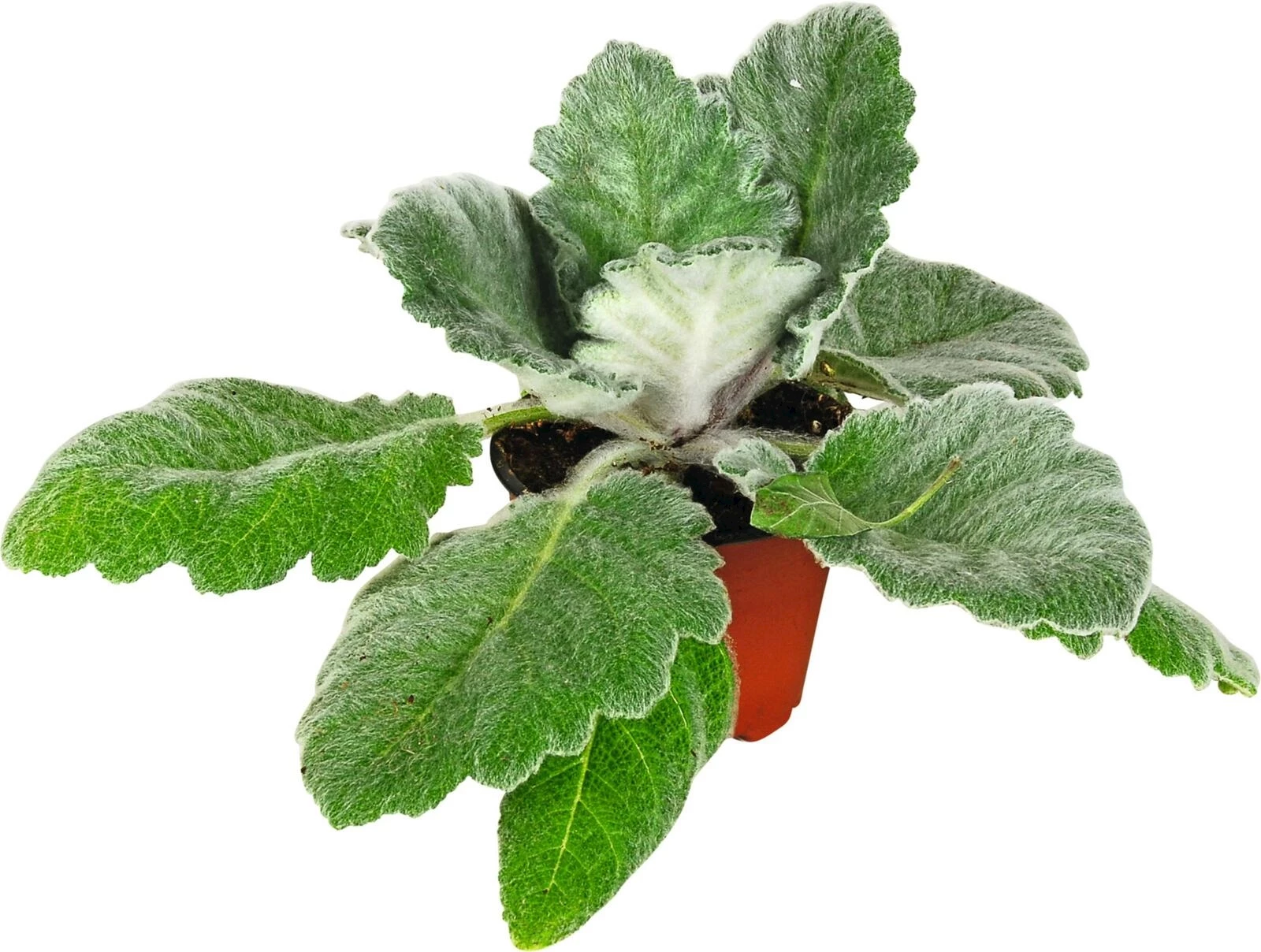 Salvia argentea P12 cm