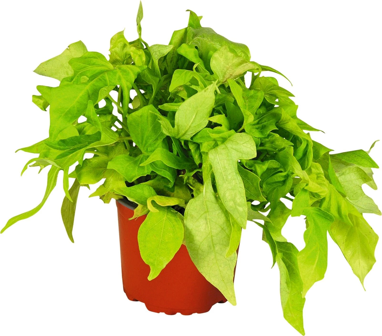 Impomea gelb und rot P12 cm