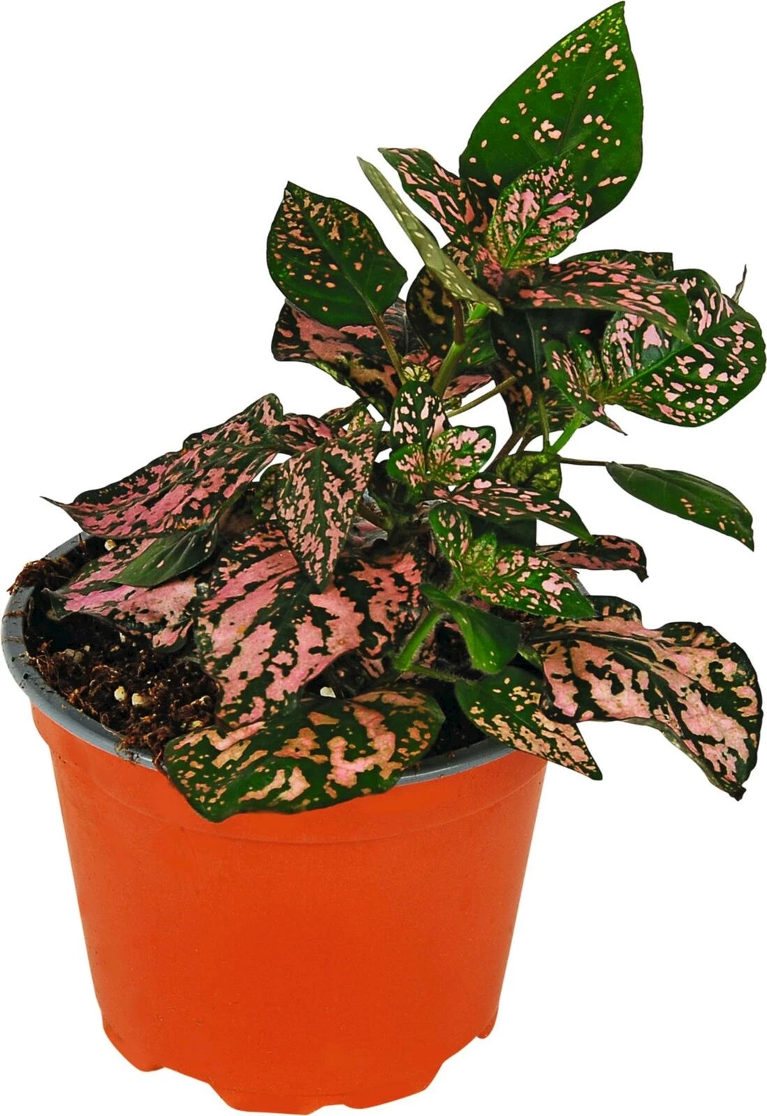 Hypoestes rosa P12 cm