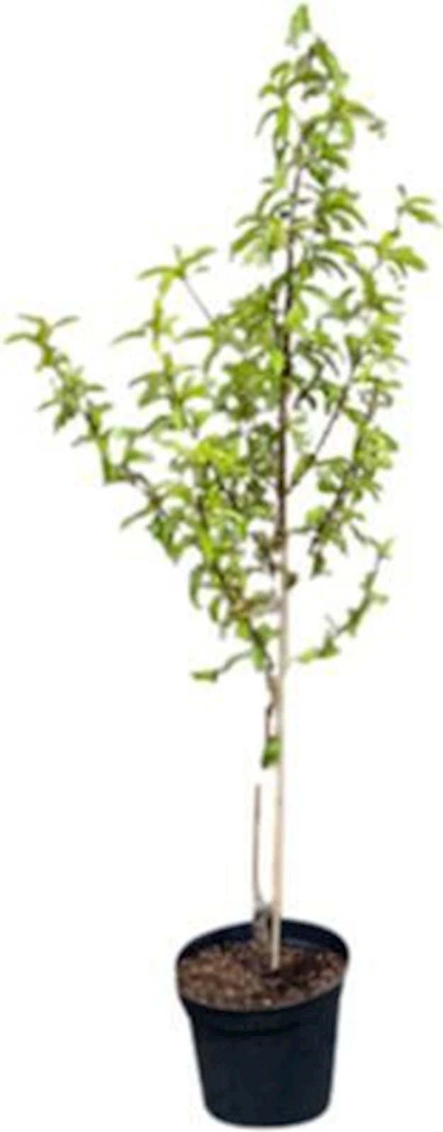 Nektarine Fruttini P10 l