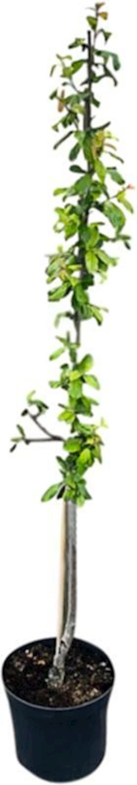 Pflaume Fruttini P10 l