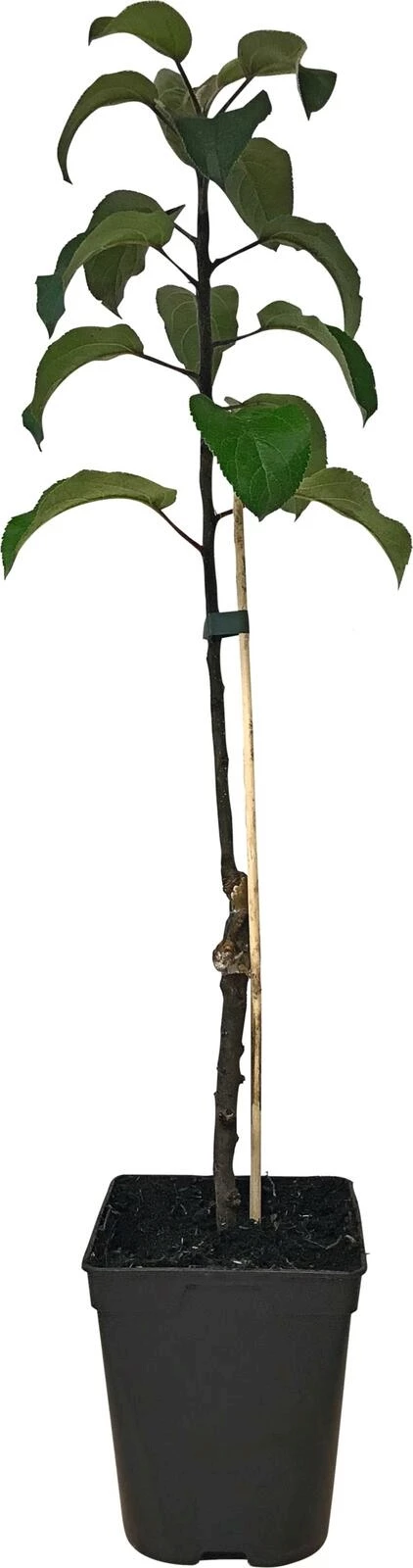 Apfel Dulcessa Malini P5 l