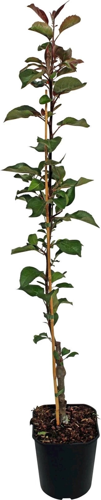 Apfelbaum redlove P5 l