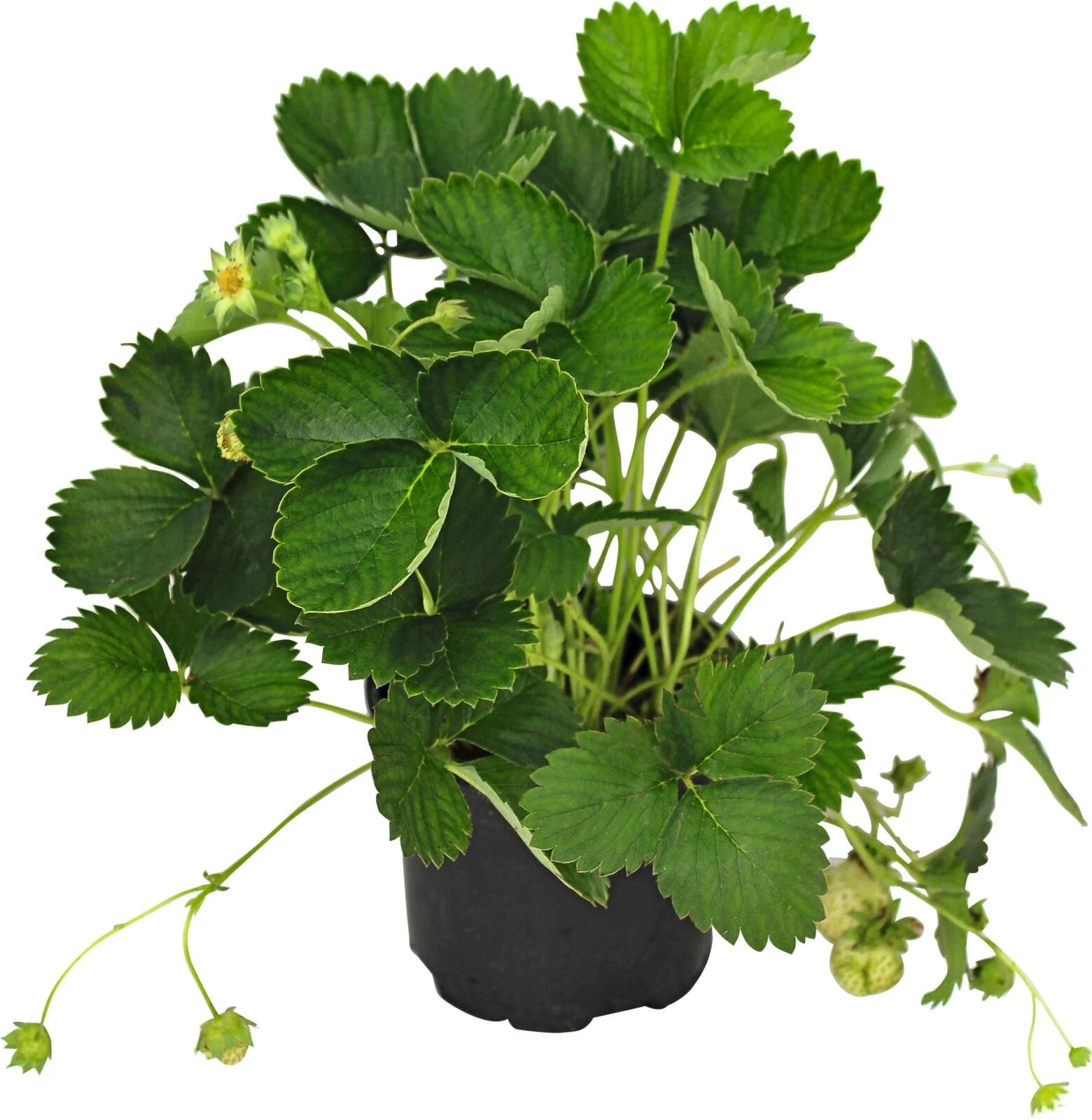 Erdbeeren Balkon Parfum Fraisonette P12