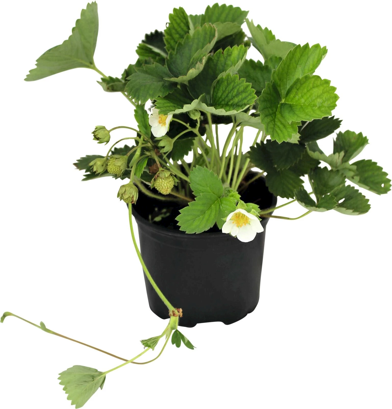 Fraises Freejumper  P12 cm