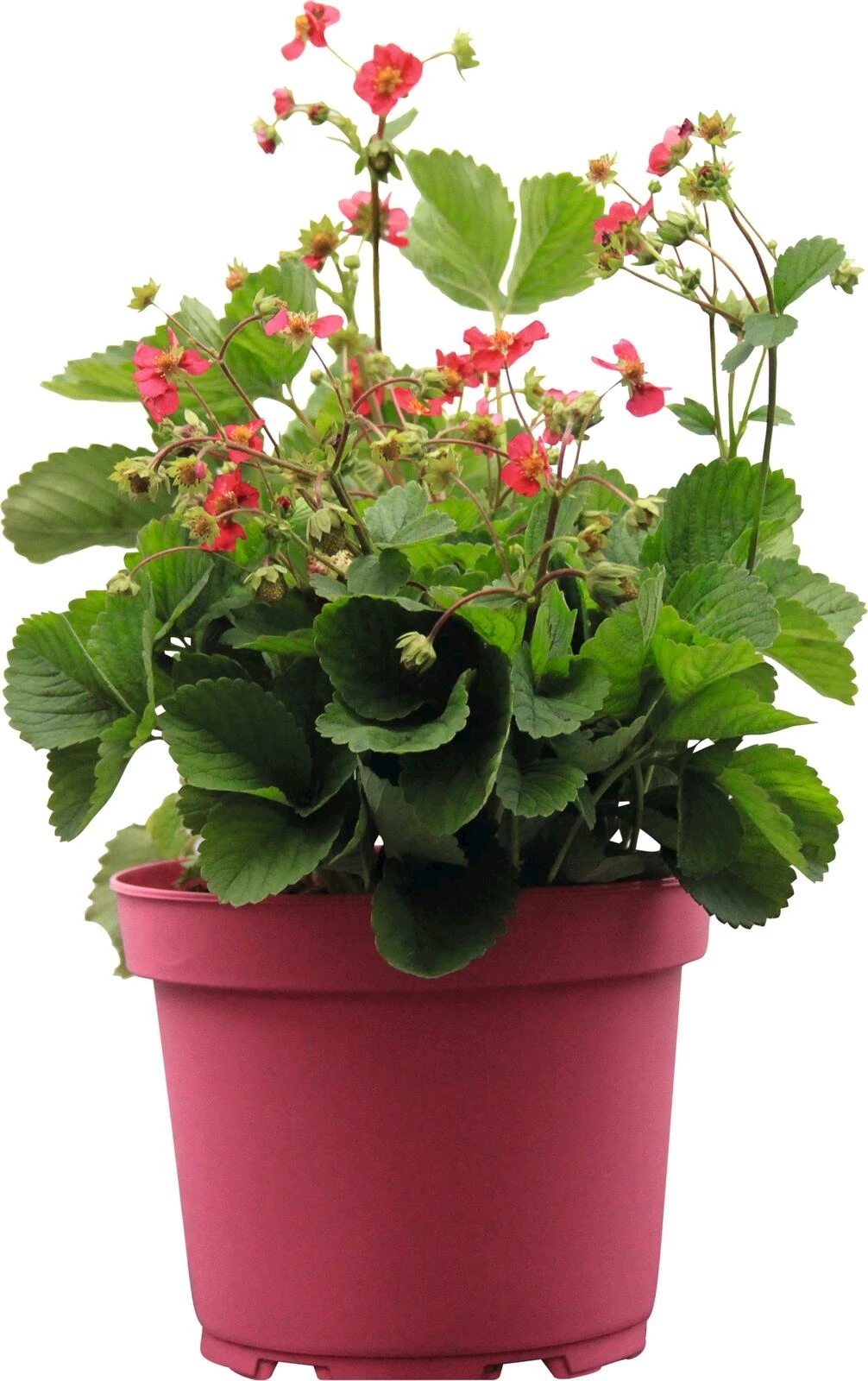 Erdbeeren Stand.Pink Wonder P12 cm
