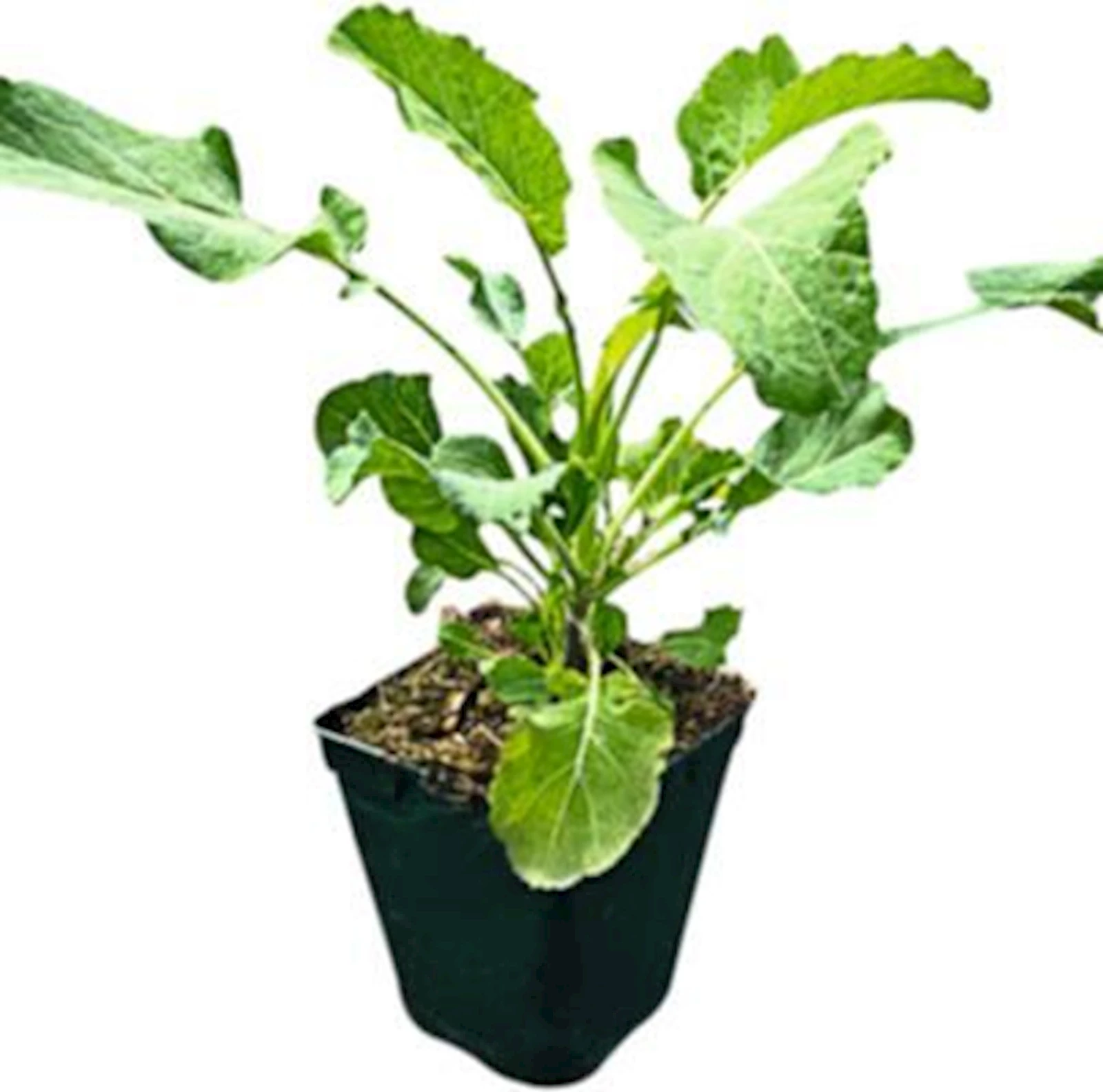 Stammkohl grün P1.3 l