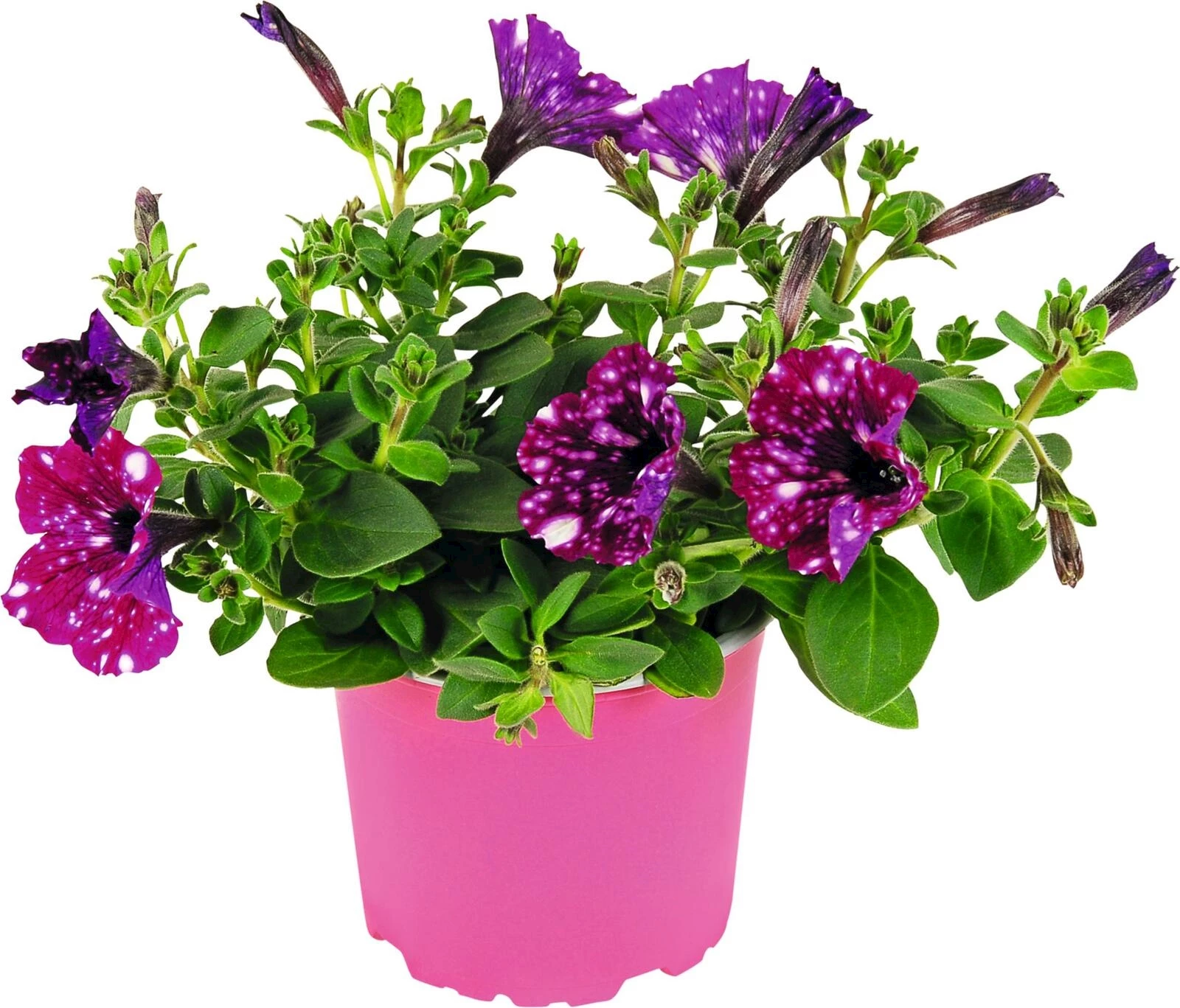 Petunien Electric Sky P12 cm
