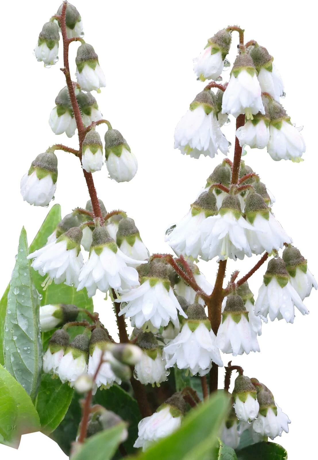 Deutzia scabra "Plena" P4.6 l