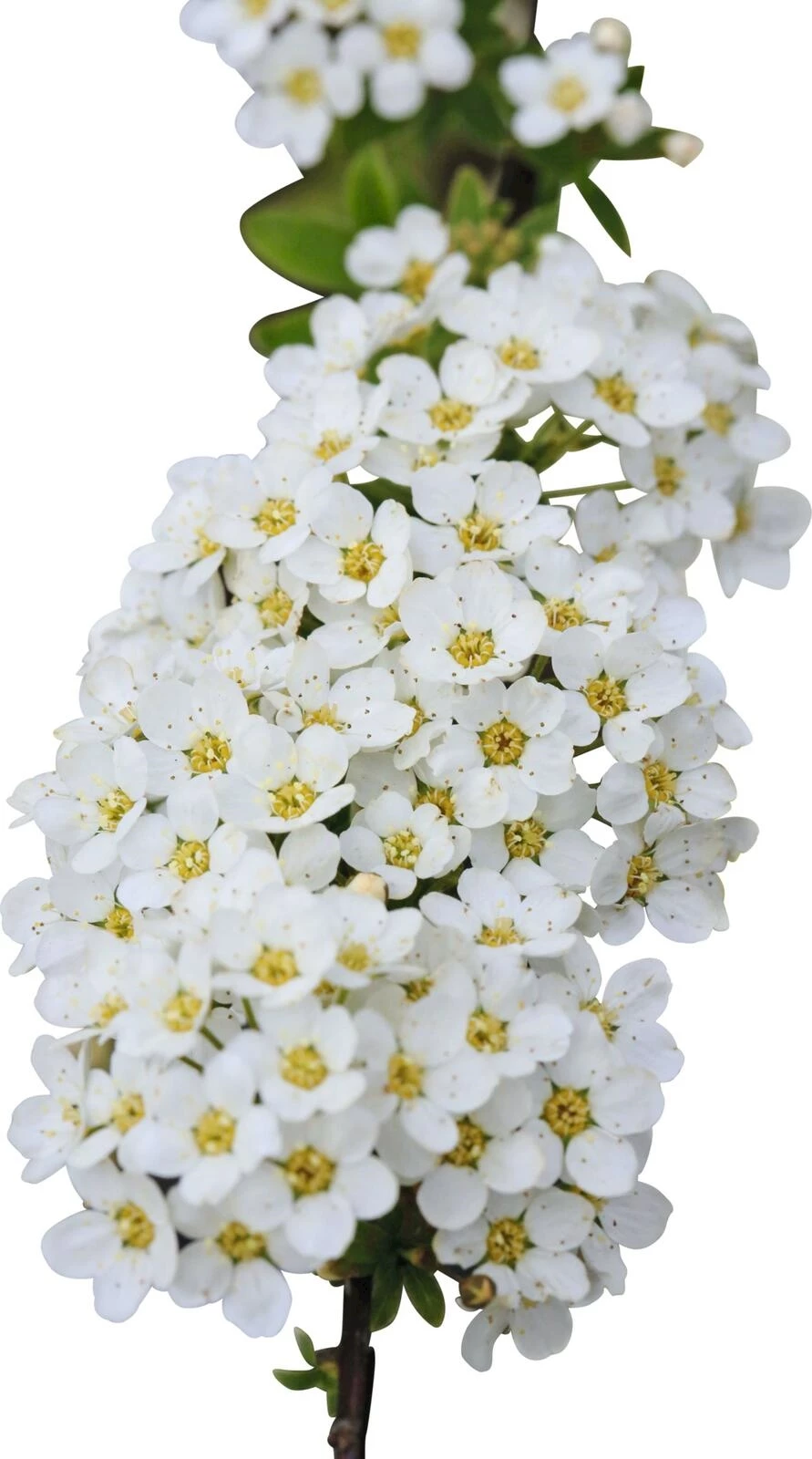 Spirea arguta P4.6 l