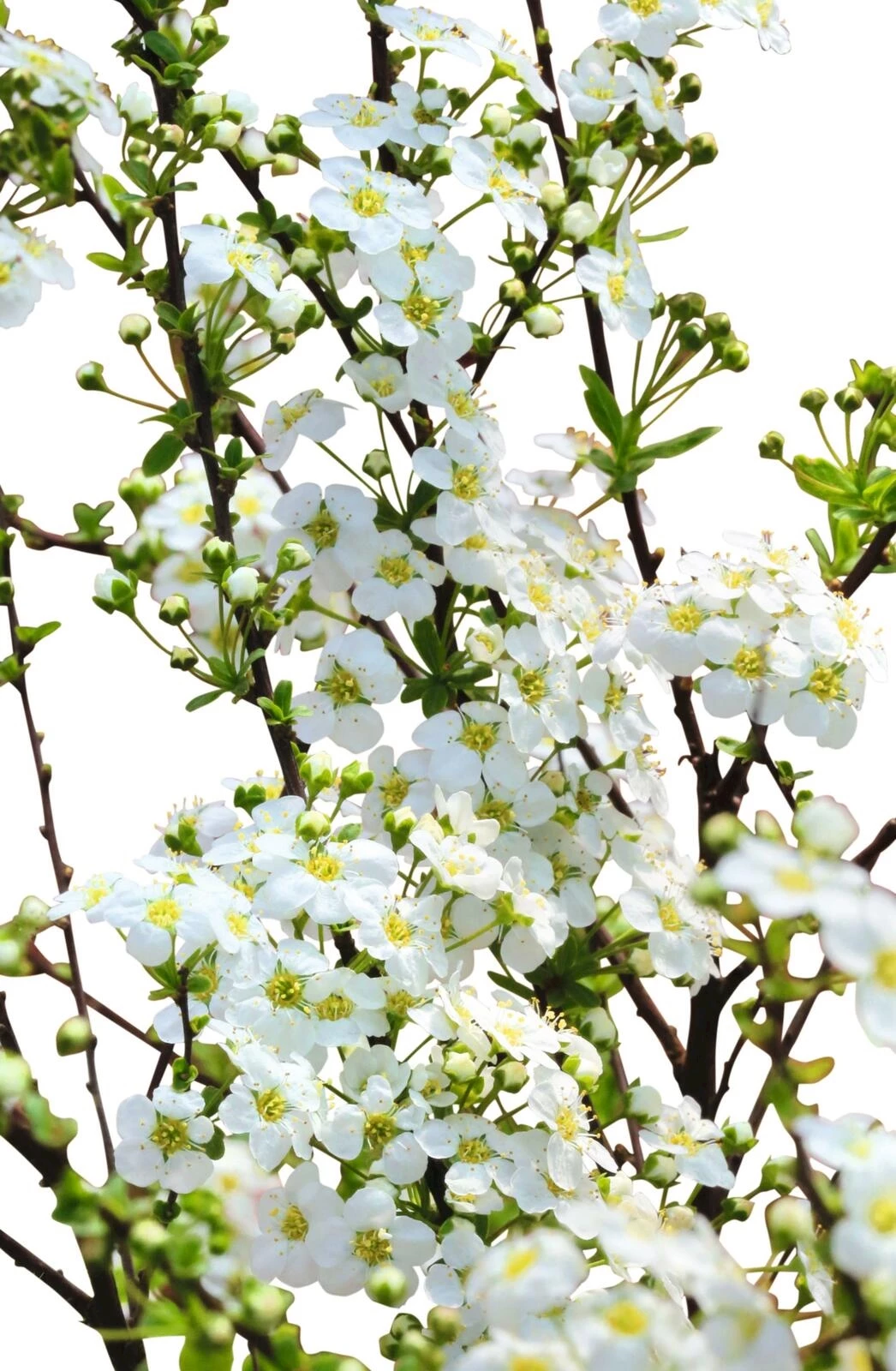 Spirea cinerea "Grefsheim" P4.6 l