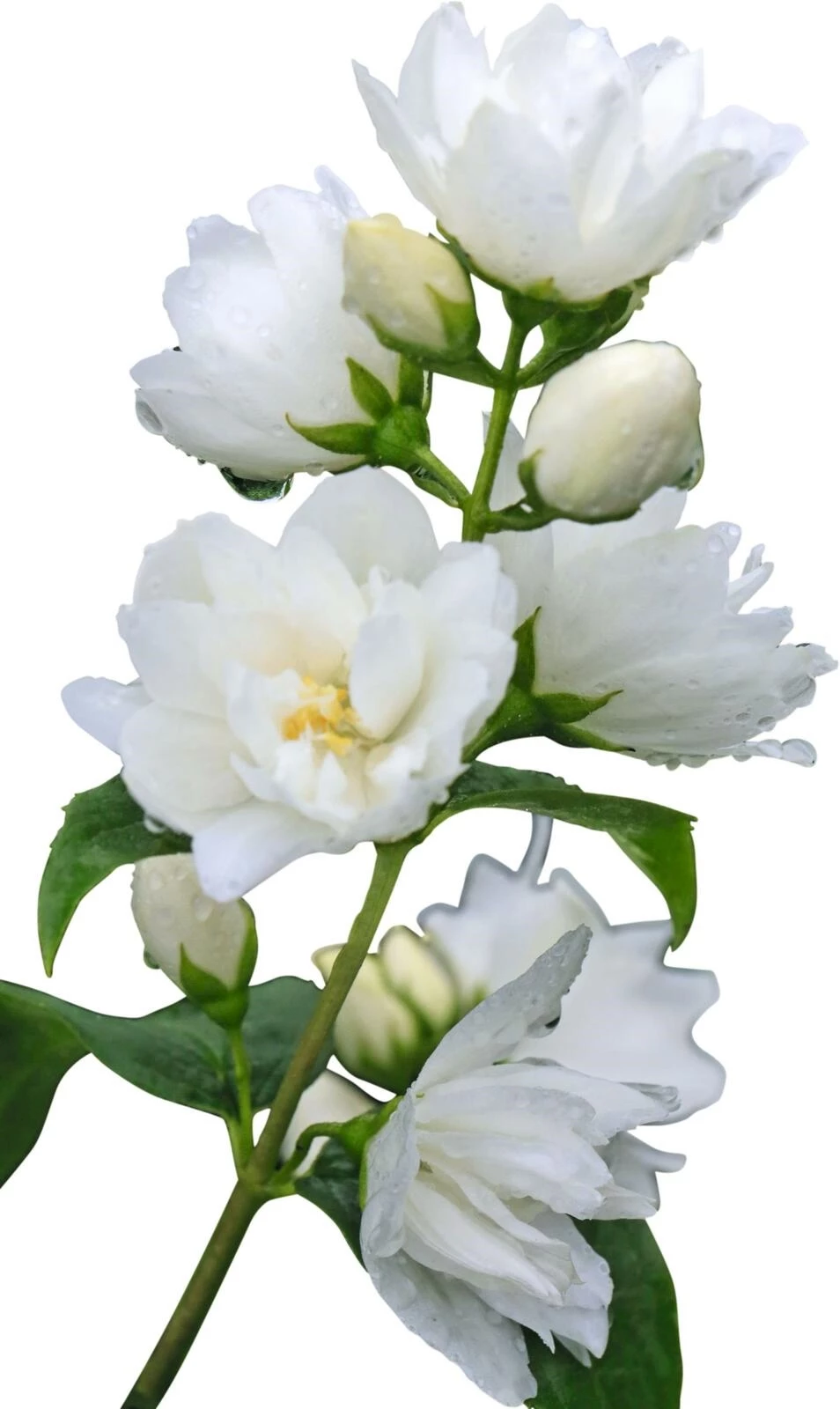 Philadelphus "Virginal" P4.6 l