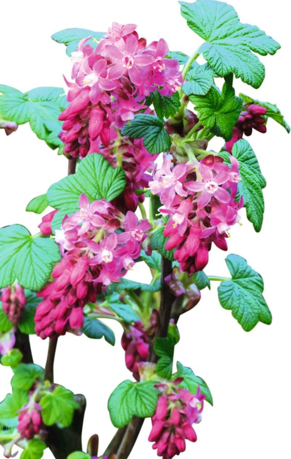 Ribes sangui. "King Edward" P4.6 l