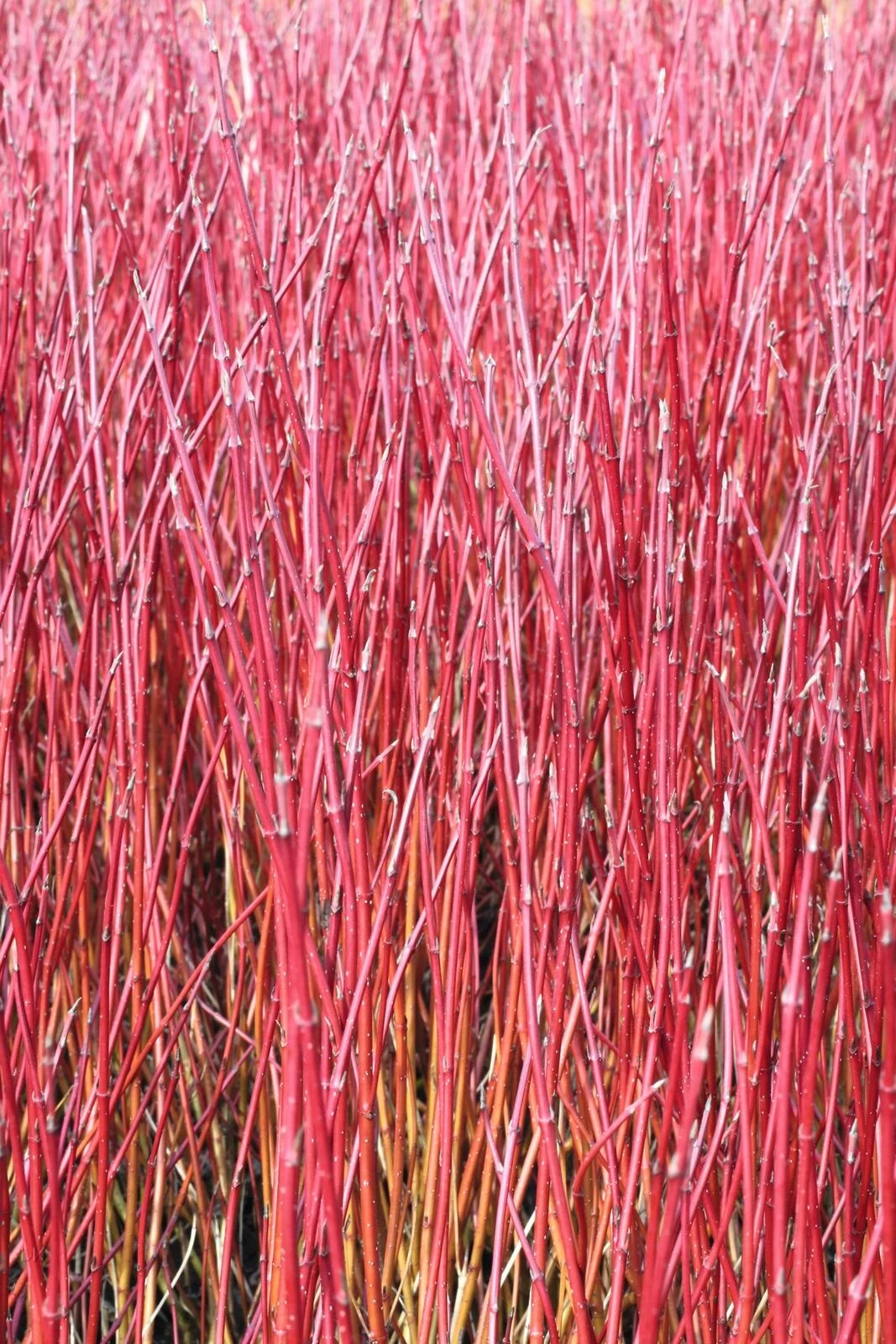Cornus alba "Elegantissima" P4.6 l