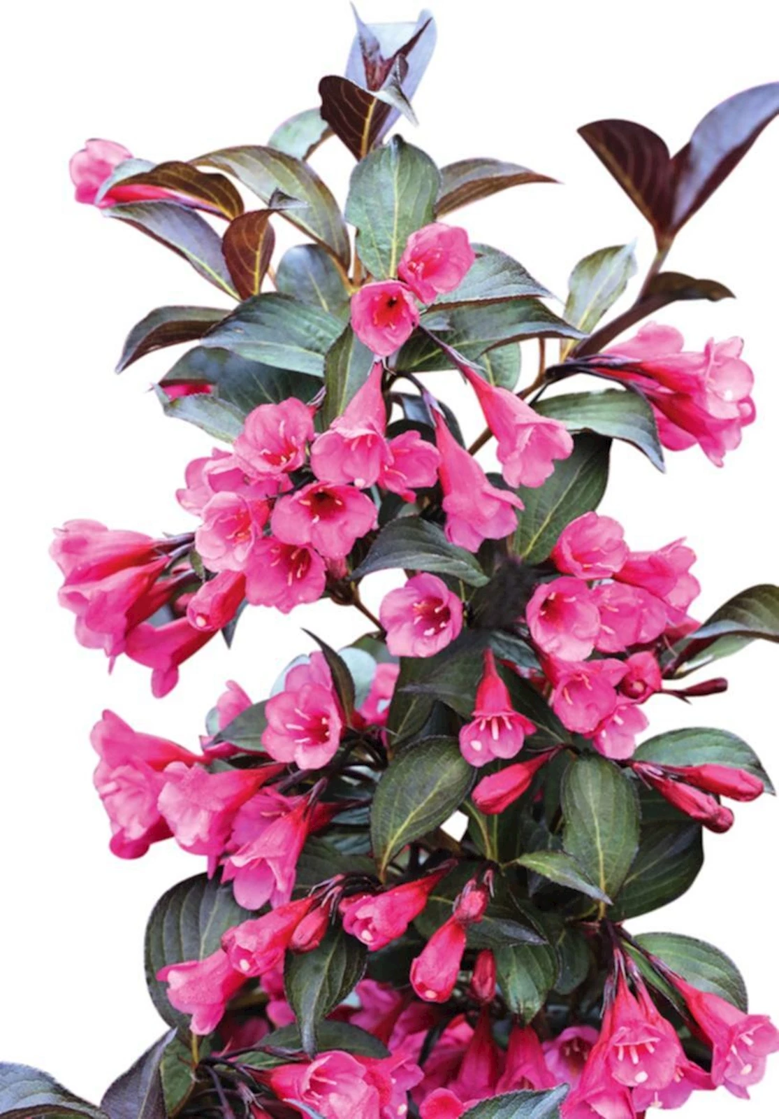Weigelia florida "Alexandra" P4.6 l