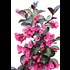 Weigelia florida "Alexandra" P4.6 l