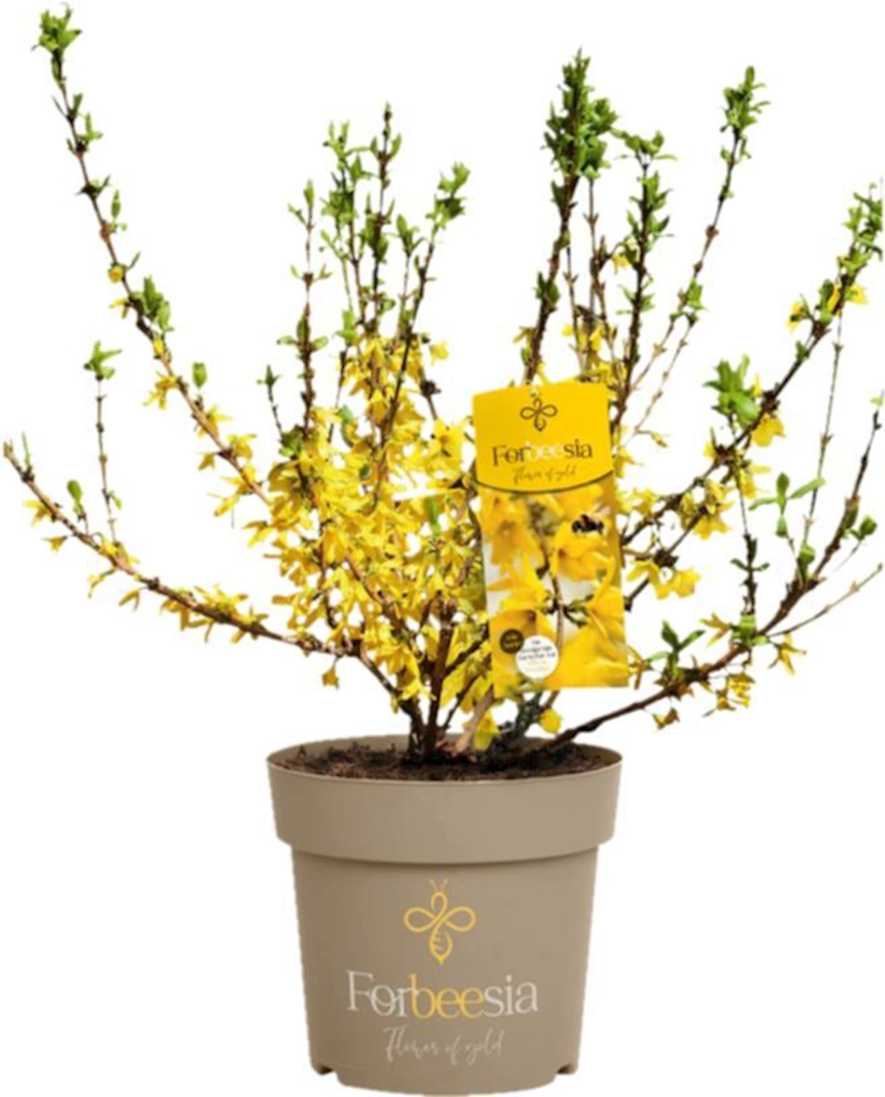 Forsythia Forbeesia P4.6 l