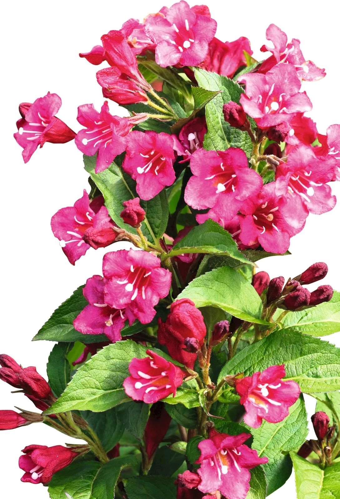 Weigela "Bristol Ruby" P4.6 l