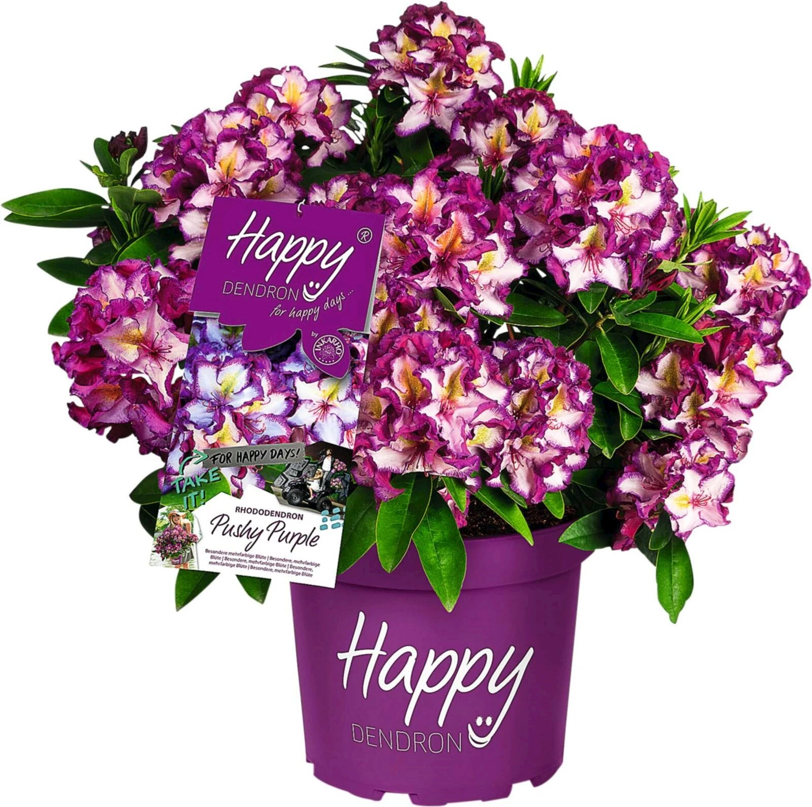 Rhododendron Hybr.Happy P5 l