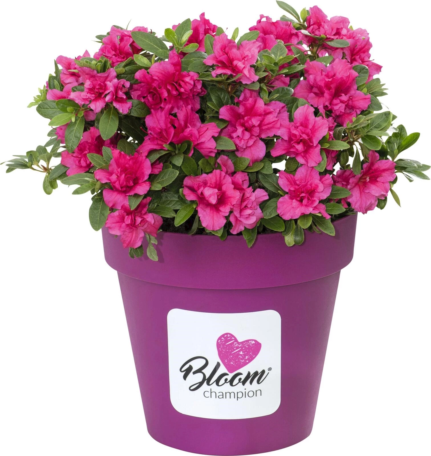 Rhododendron obt.Bloom Champ  P3 l